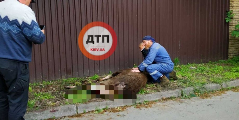 лось, зламана нога, ворзель, фото