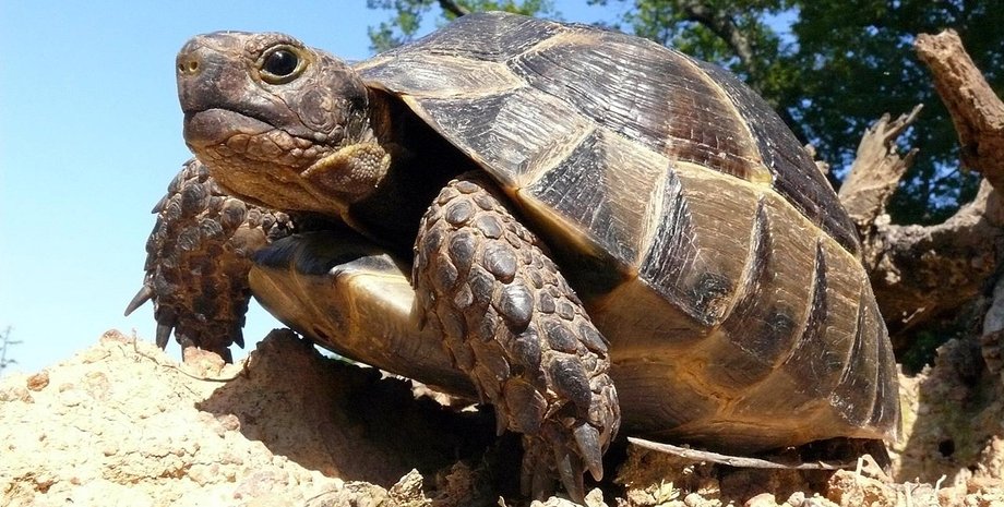 черепаха, ДТП