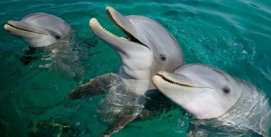 дельфіні, дельфіні афаліні