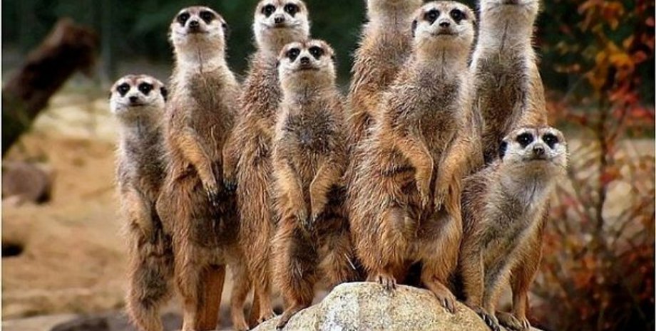 Фото: Afisha Bigmir