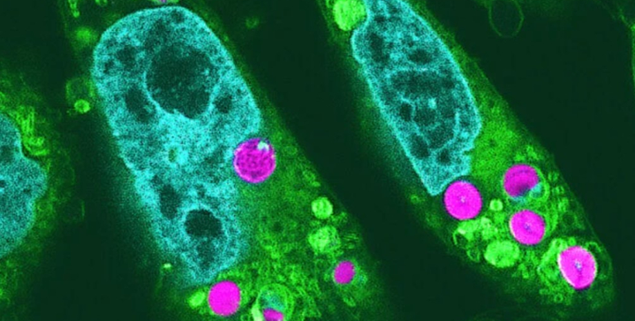 животные клетки животные клетки