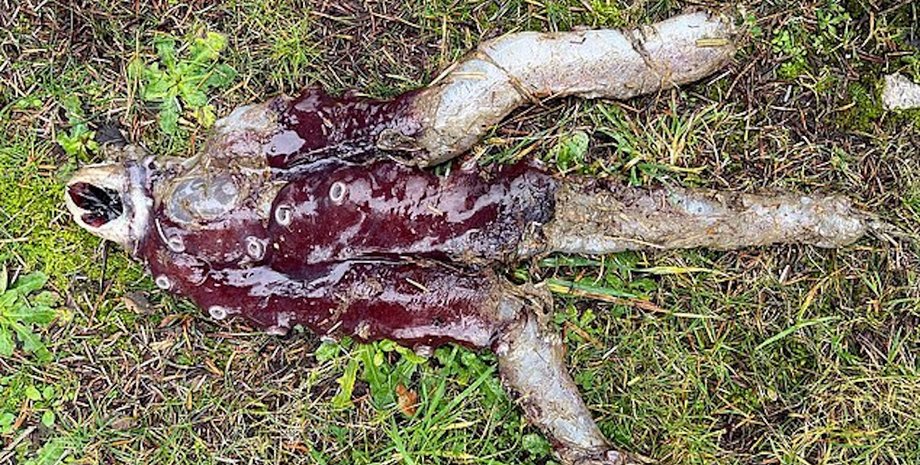 семирукий осьминог осьминог семирукий