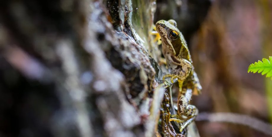 древесная лягушка аляска