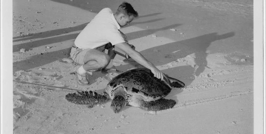 панцир, черепахи, історія, ядерна зброя, бомба, випробування, експерименти, наука, морська черепаха, рептилія, уран, відбиток, акула, вибух, радіонуклід, атол, дослідження