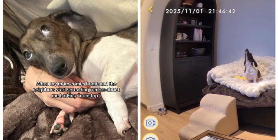 Жінка отримала послання, коли залишила собаку наодинці такса