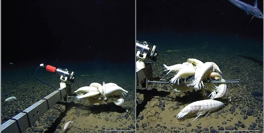 амфипод в океане