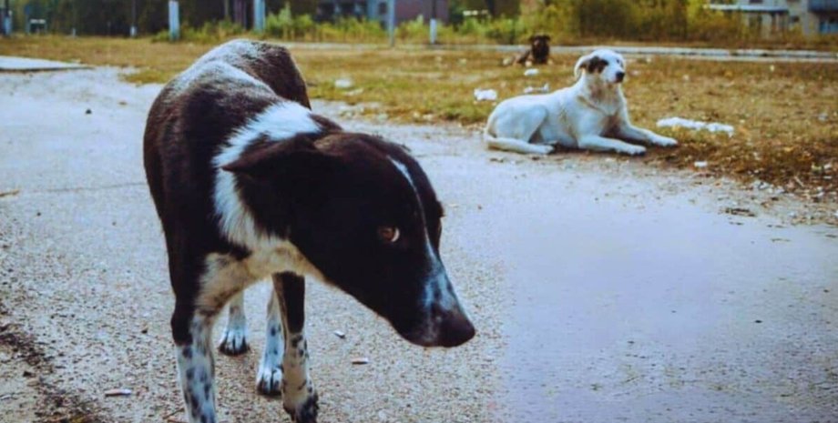чорнобильські собаки