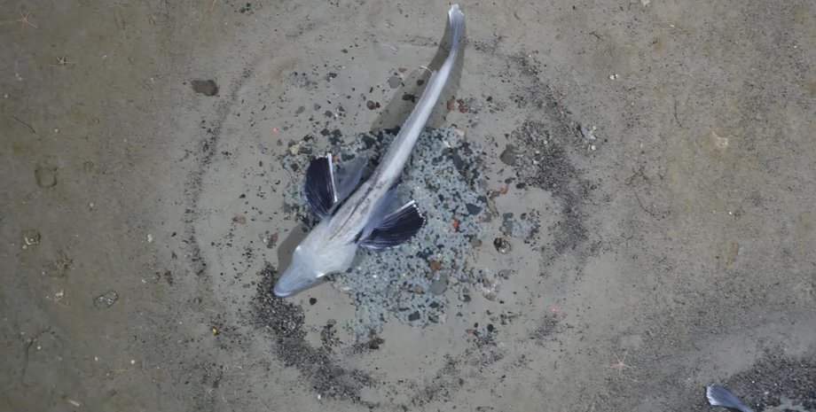 прозорі крижані риби