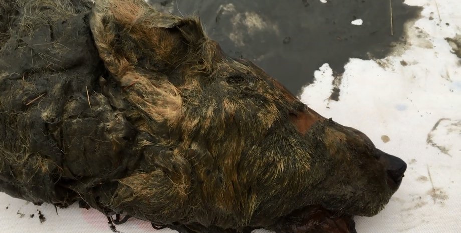 Кадр из видео пользователя  The Siberian Times на YouTube