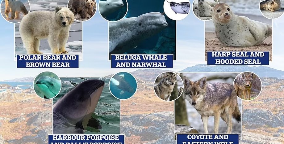 гибриды животных