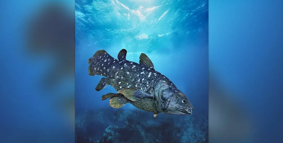 рыба, латимерия африканская