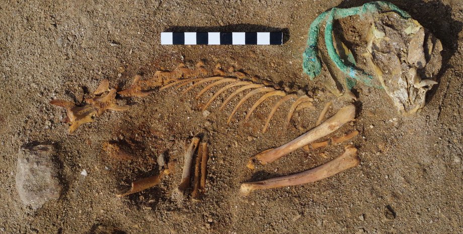 скелет кошки, порт береника, египет