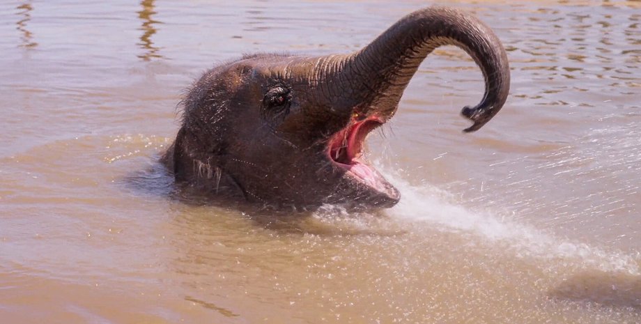 слон у басейні