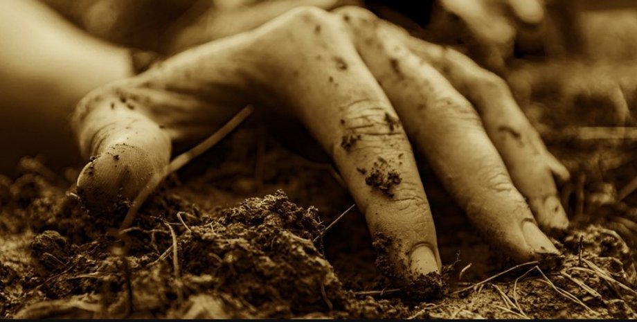 почва, углерод, углерод в почве