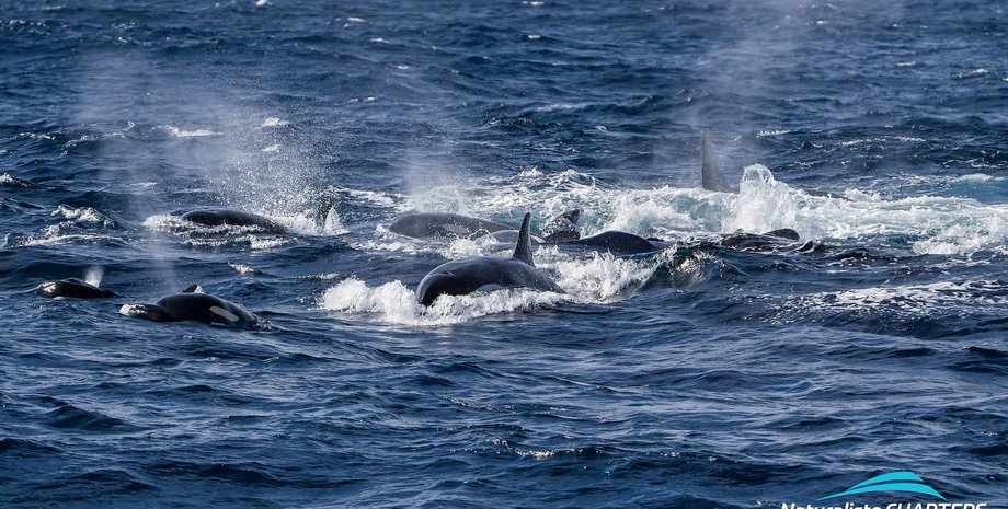 косатки, охота косаток, косатки кит