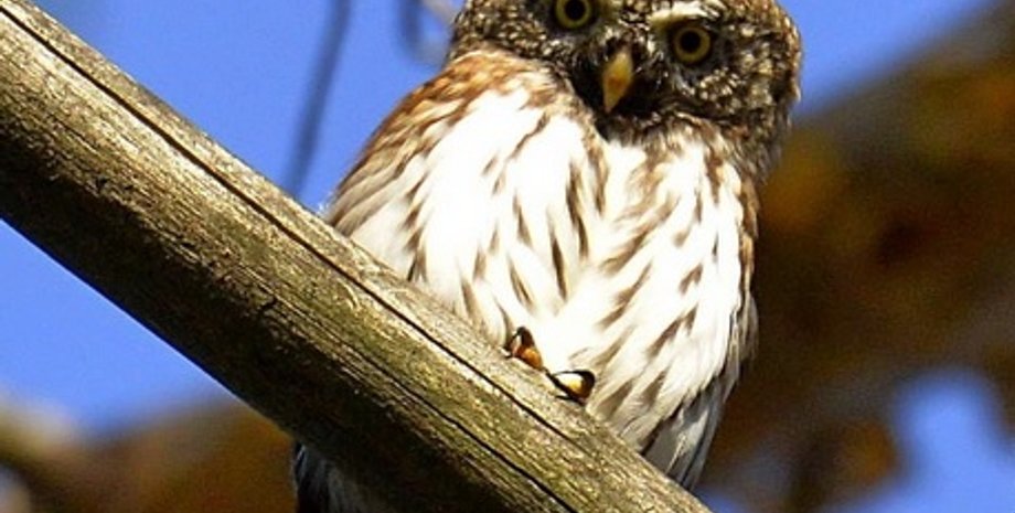 Воробьиный сыч/Фото: facebook.com/zapovidnyk