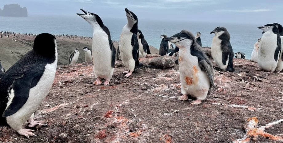 пингвины, морские птицы