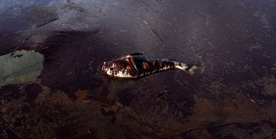 мазут танкер, розлив нафти чорне море, купання одещина, пляжний сезон