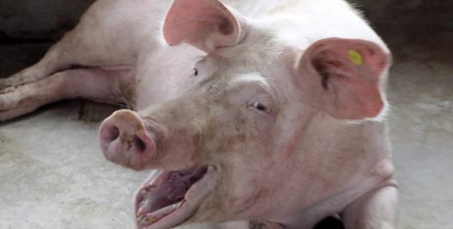 свинья В Китае свинья обесточила целое село