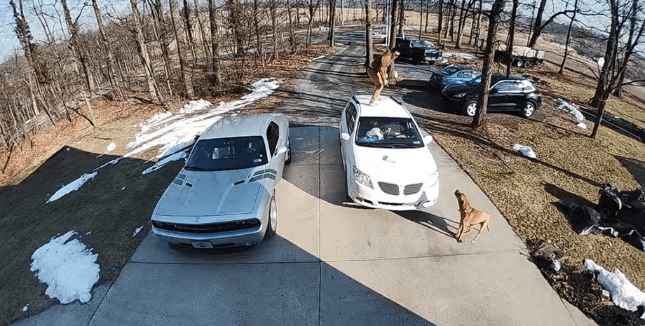 Один испугался, другой обрадовался: курьезная встреча пса и доставщика покорила интернет