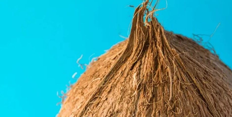 кокос, теорема о волосатом мяче