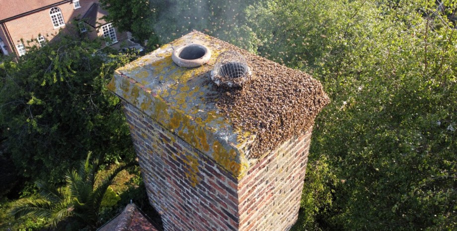 В дымоходе жилого дома заметили пчел 20 тысяч плеч хотели сделать улей в жилом доме