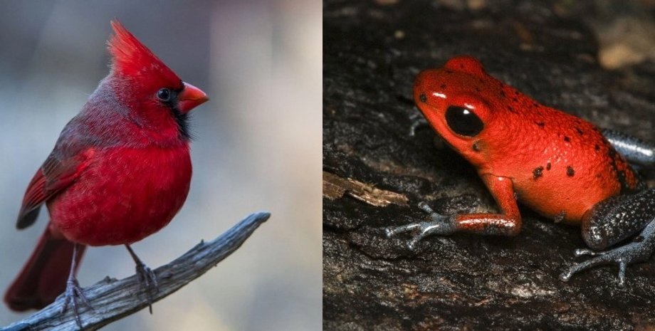 кардинал, лягушка