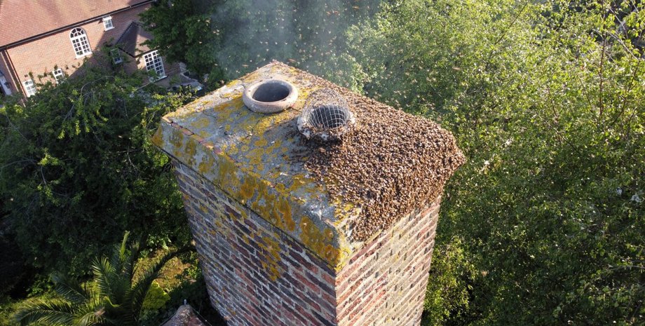 20 тисяч плечей хотіли зробити вулик у житловому будинку