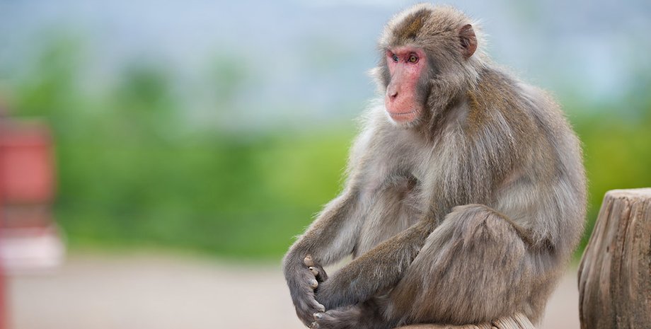 обезьяны украли детей, убийство младенца, животные, индия