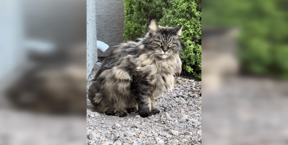 Бездомный кот растрогал TikTok