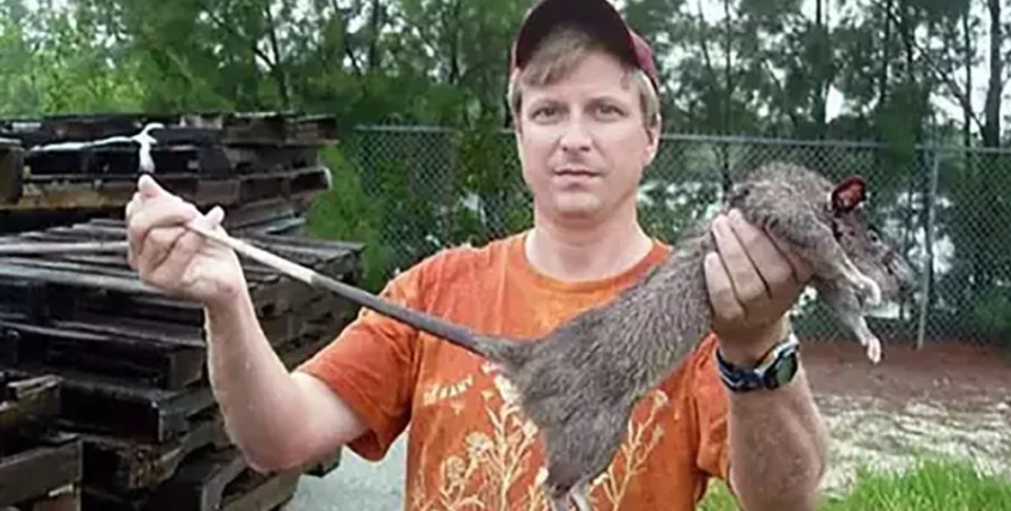 Гамбійський щур, гризуни, тварини, екосистема, США, популяція, аномалії, нашестя шкідників, фото