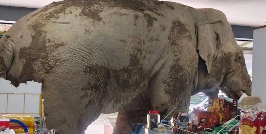 Слон ограбил магазин Слон ест крекер в магазине