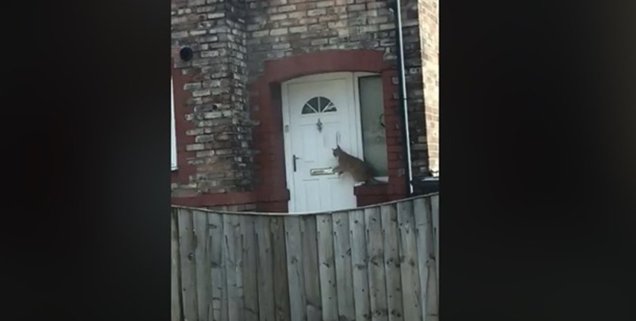 Фото: Скриншот из видео