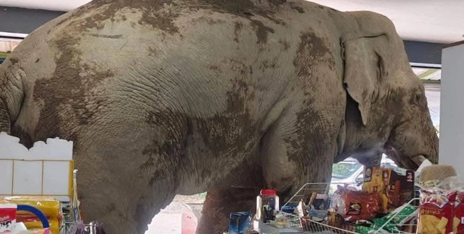 Слон ест крекер в магазине