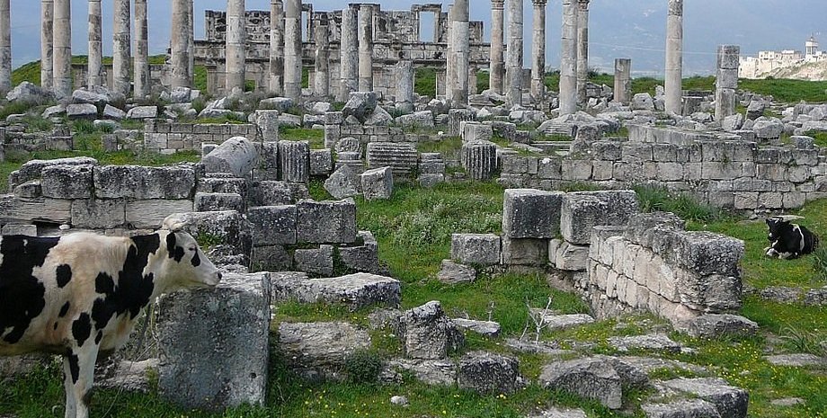 апамея, сирия, археология, война в сирии
