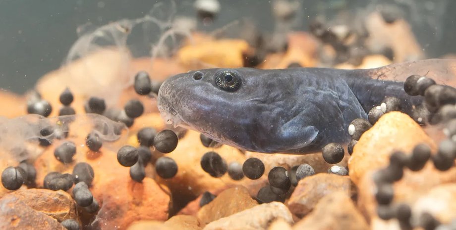 тростниковая жаба