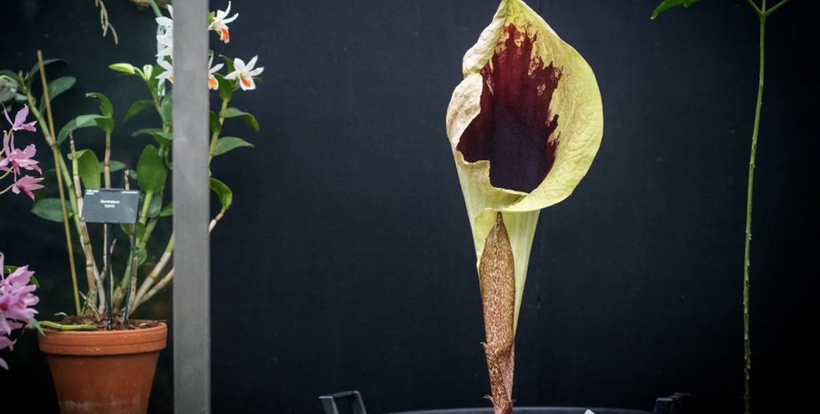 цветы, растение, зацвело растение