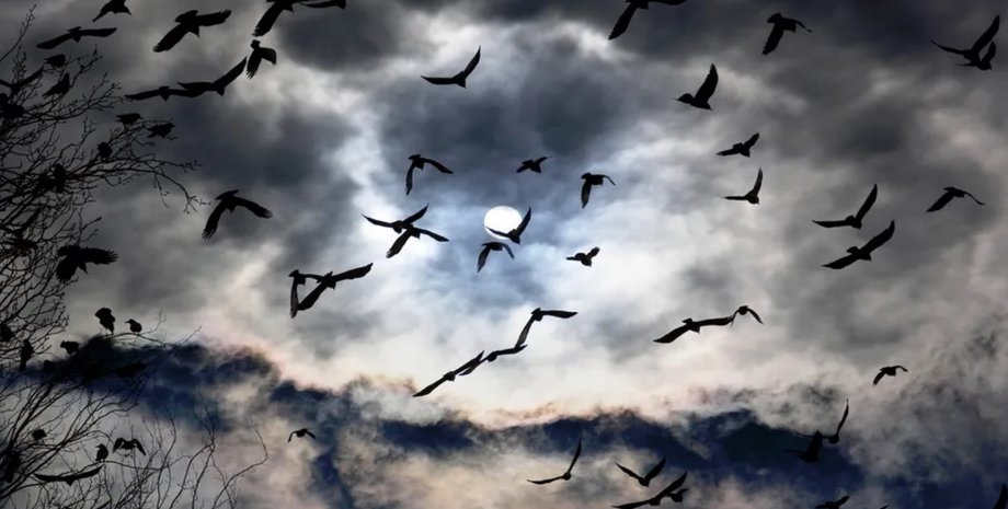 міграція тиц