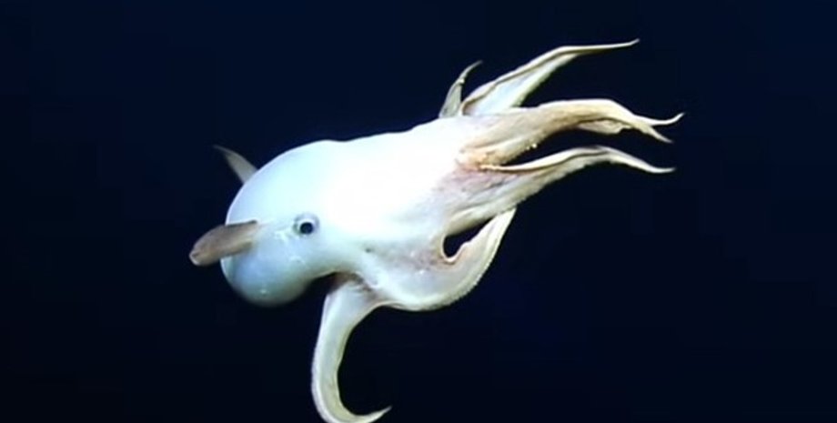 осьминог с ушами, осьминог дамбо