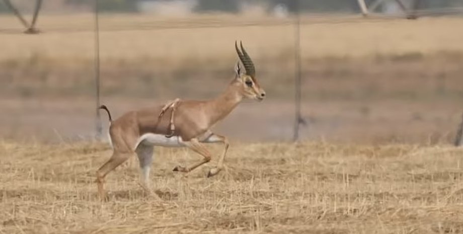 газель, газель 6 ног
