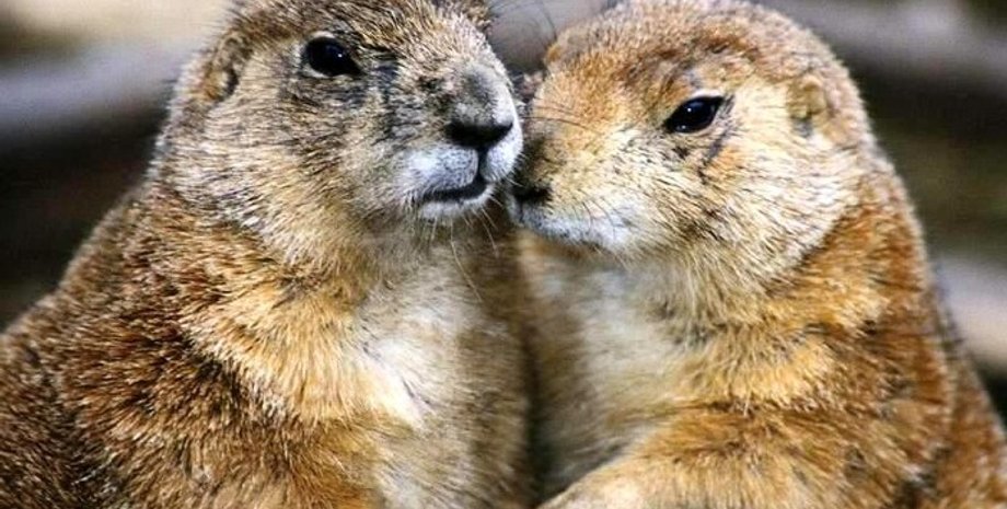 Фото: webmandry.com