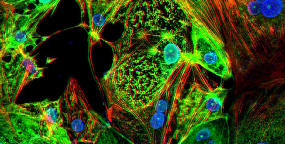 коронавирус, сердце, сердечная мышца