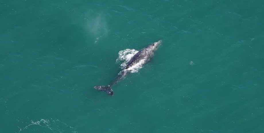 кит, серый кит, океан серый кит