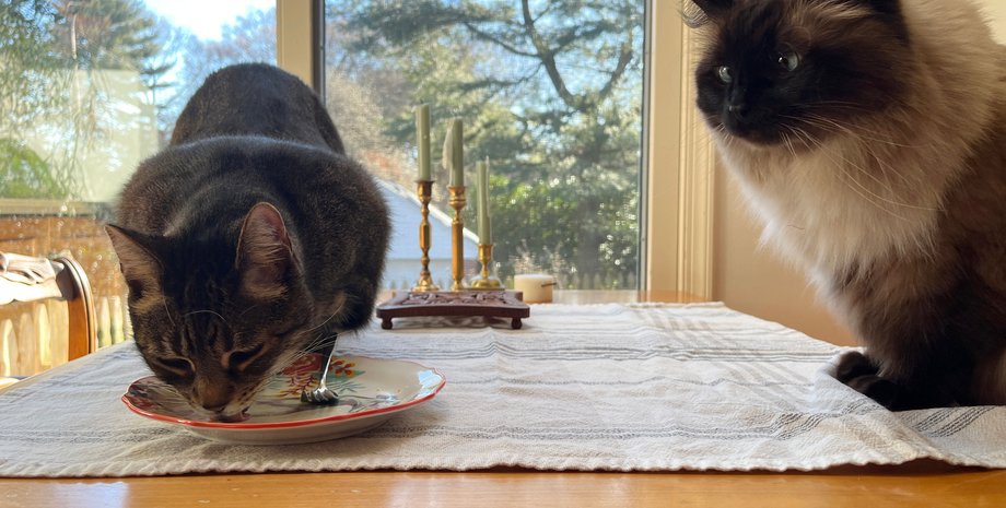 кошка, стол, кошки на столе