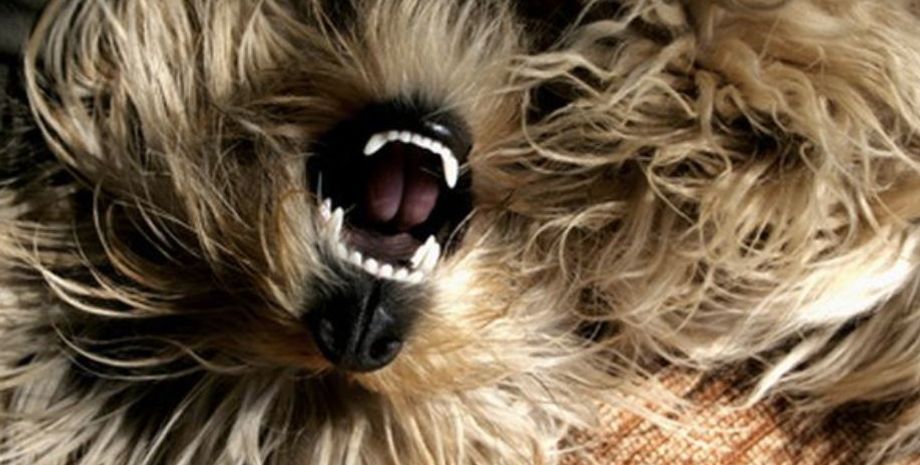 Собака оказалась белым пальто, курьезная история в баре, приколы, странные случаи из жизни, смешные инциденты