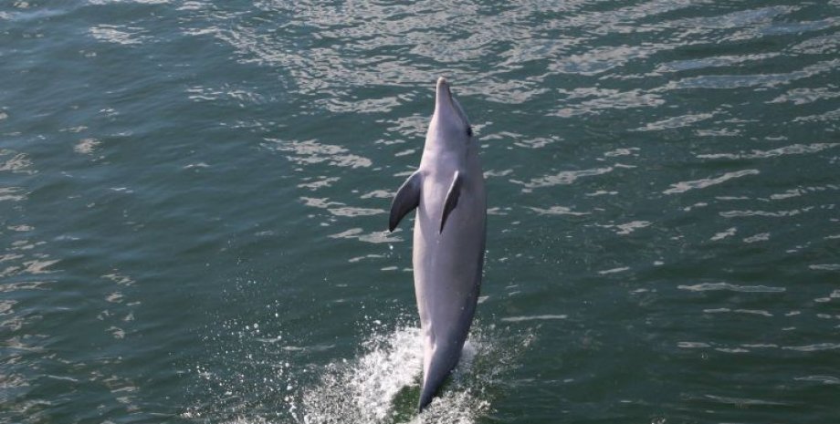 Самка дельфина Билли, научившая ходить на хвосте 9 своих сородичей. Whale and Dolphin Conservation|