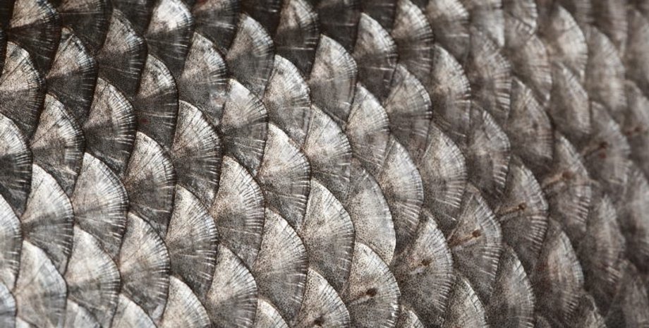 Фото: Earth Life