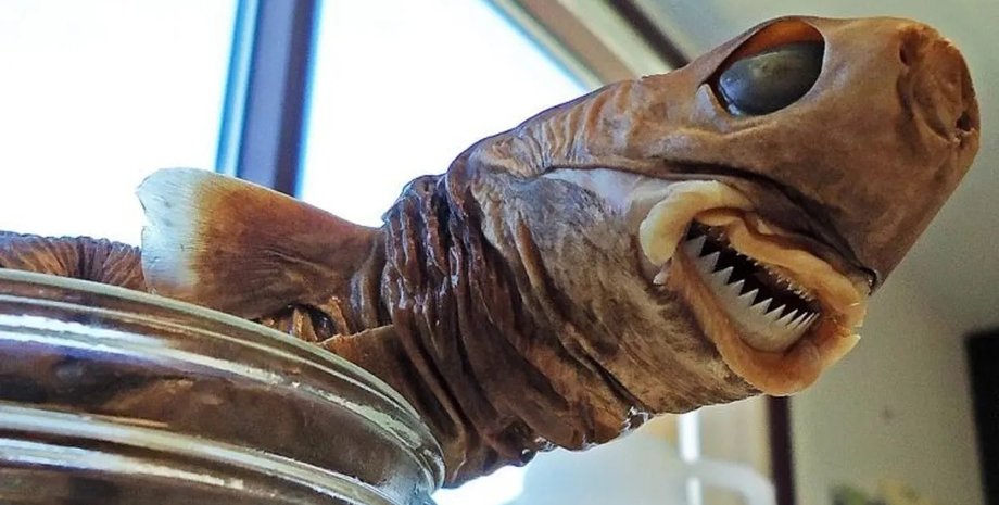 акул резаки