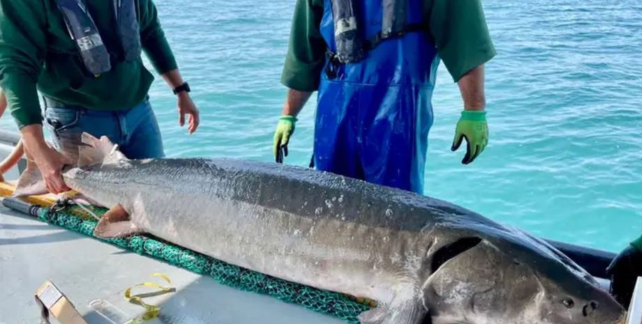 Озерний осетер, риба рекордних розмірів, улов, рибалки з США, досягнення, курйози