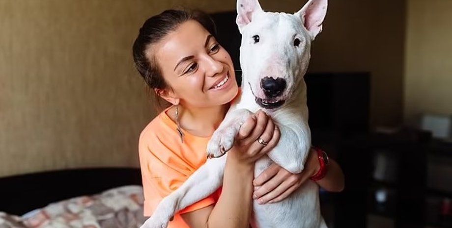 бультерьер, собаки